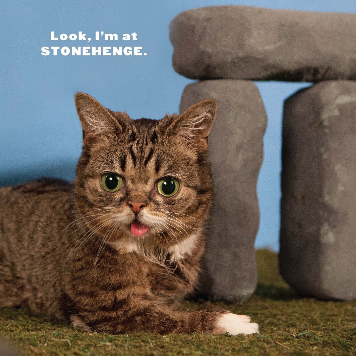 Lil BUB's Lil Book: The Extraordinary Life of the Most Amazing Cat on the Planet