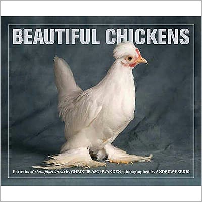 Beautiful Chickens
