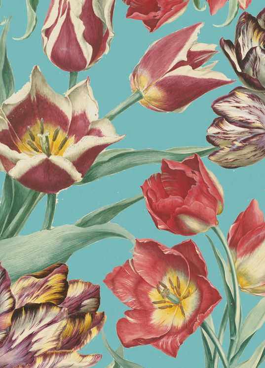 RHS Tulips Boxed Notecards