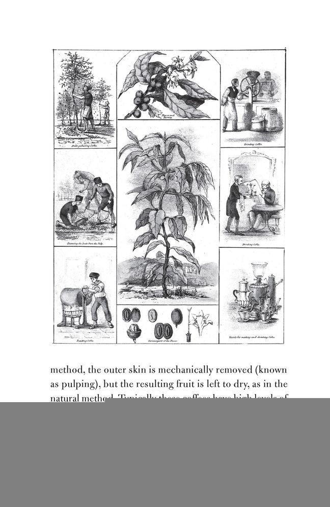 The Philosophy of Coffee