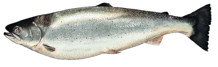 Fish: Recipes from the Sea