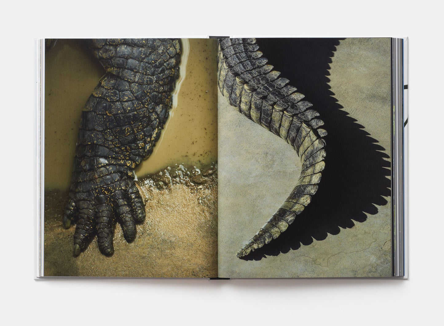 Evolution: A Visual Record