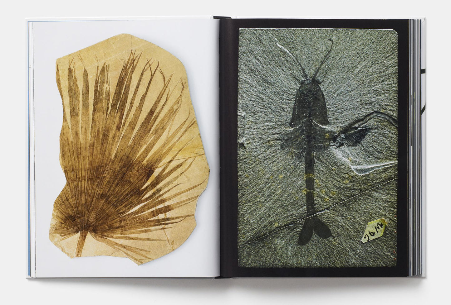 Evolution: A Visual Record