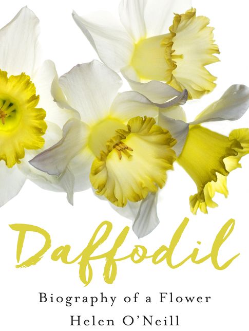Daffodil