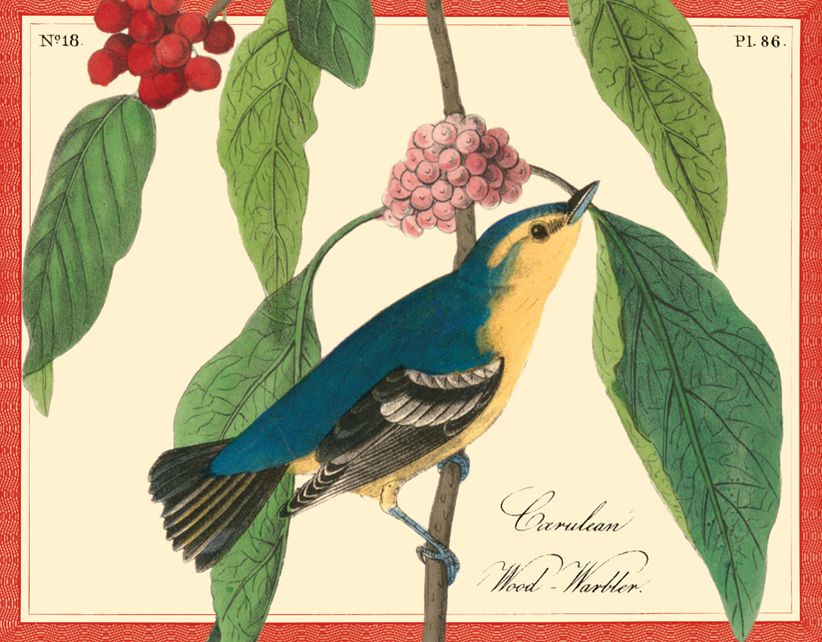 Audubon Warblers Keepsake Boxed Notecards