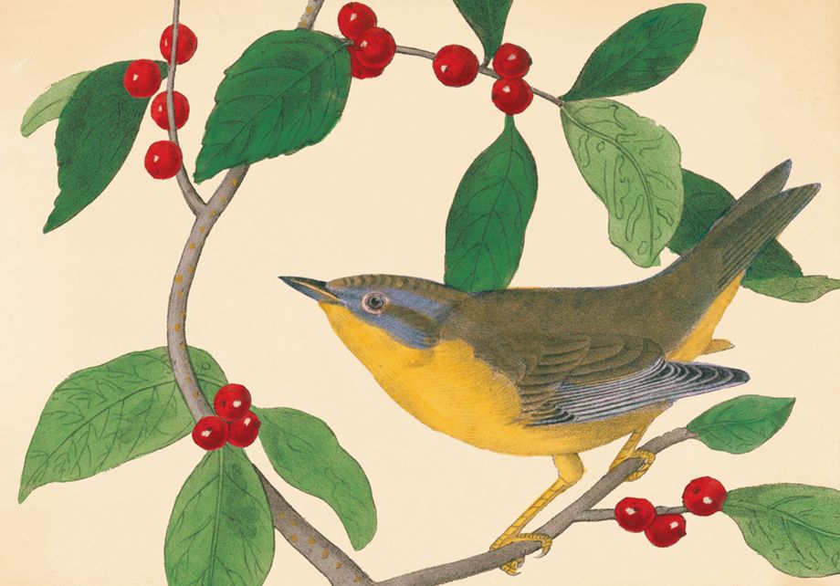 Audubon Holiday Bird Boxed Holiday Half Notecards