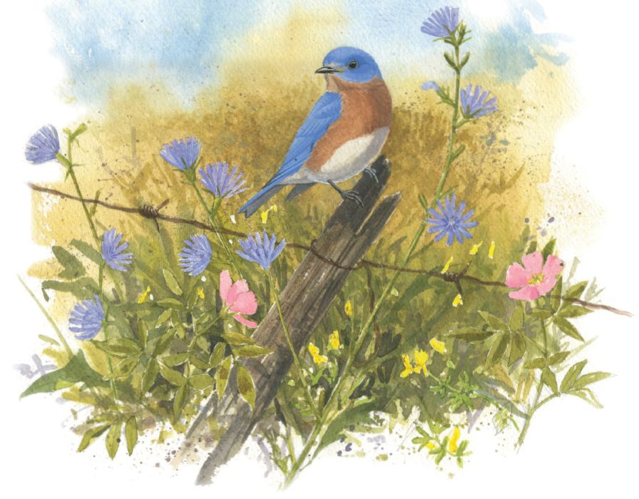 Four Seasons of Birds Keepsake Boxed Notecards