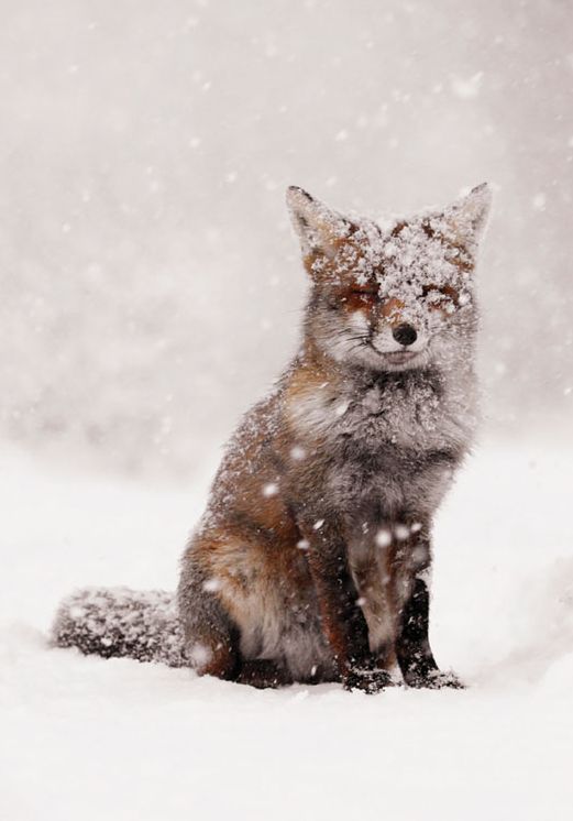 Snow Fox Christmas Boxed Card