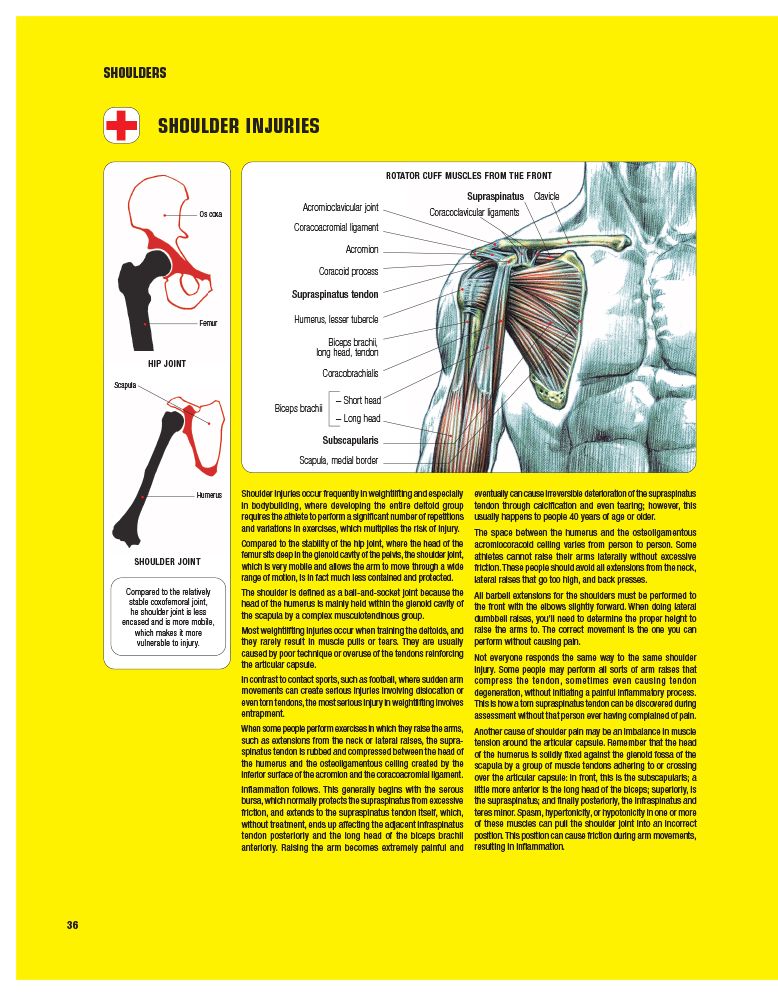 Strength Training Anatomy-3rd Edition