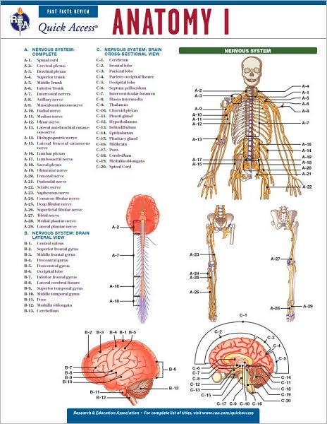 Anatomy 1 - REA's Quick Access Reference Chart