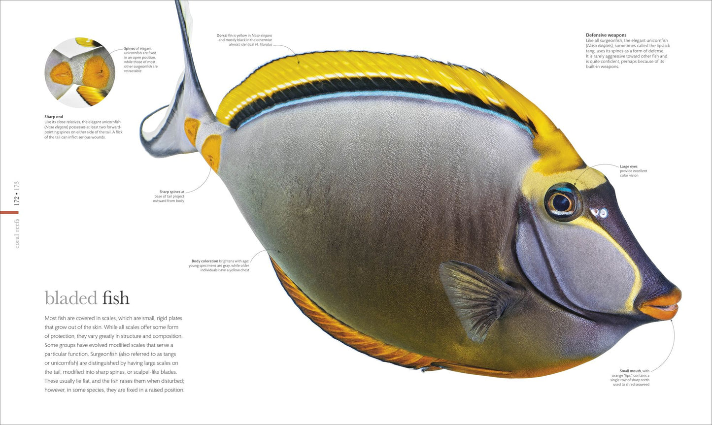 Oceanology: The Secrets of the Sea Revealed
