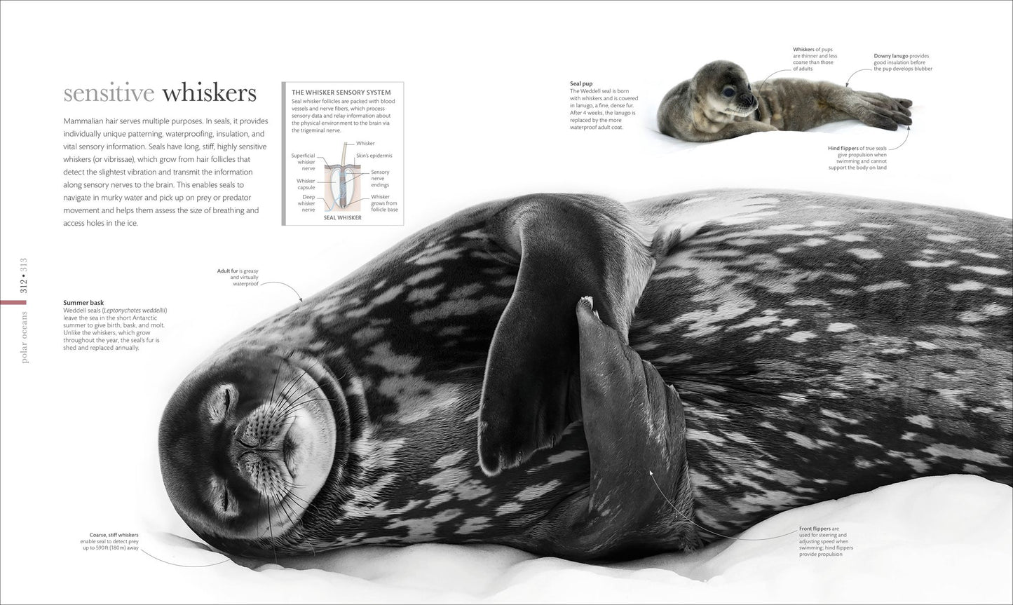 Oceanology: The Secrets of the Sea Revealed