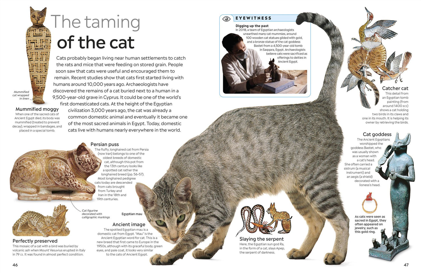 Eyewitness Cat