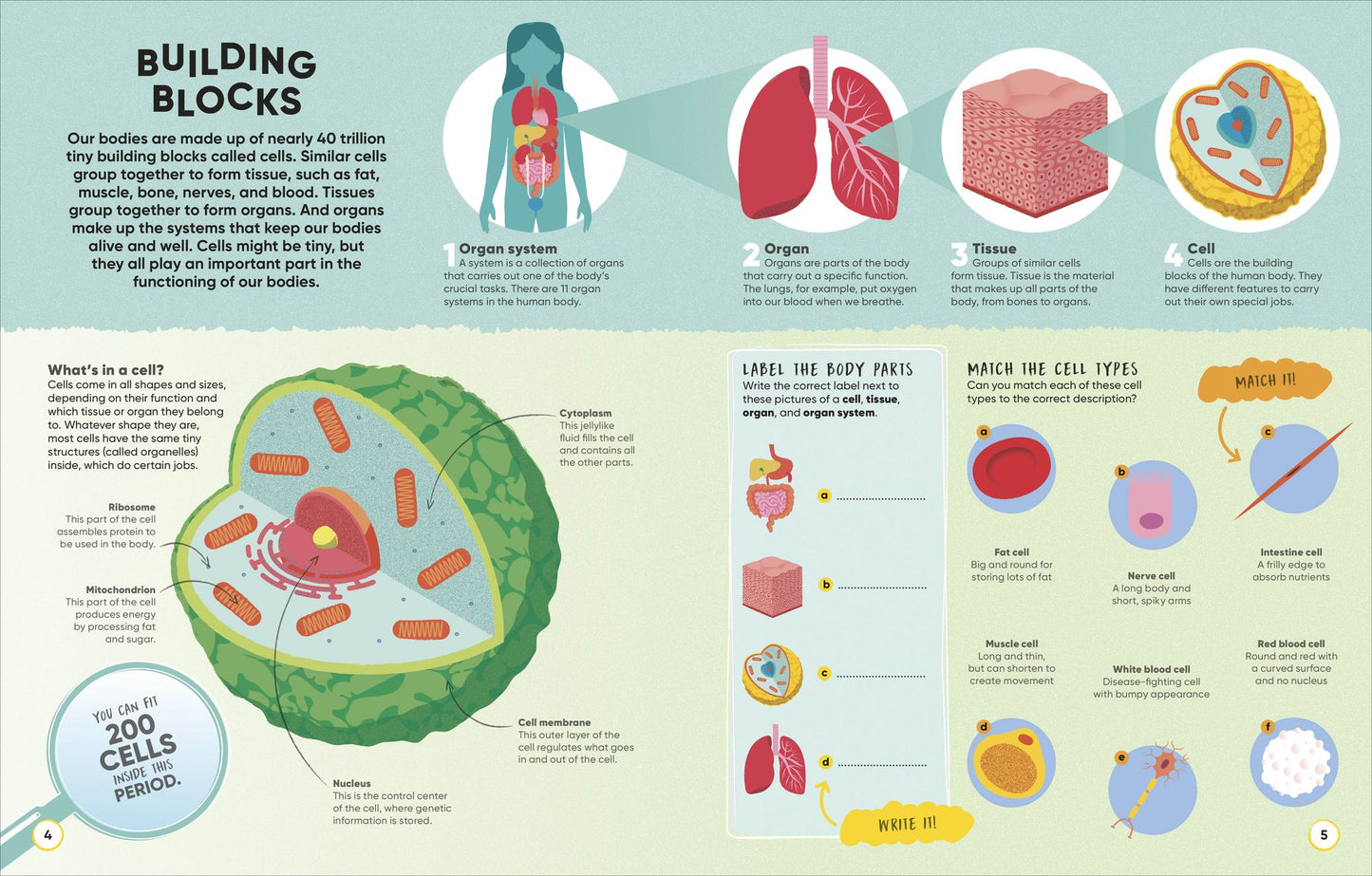 Active Learning! Human Body: Explore Your Body with More Than 100 Brain-Boosting Activities That Make Learning Easy and Fun