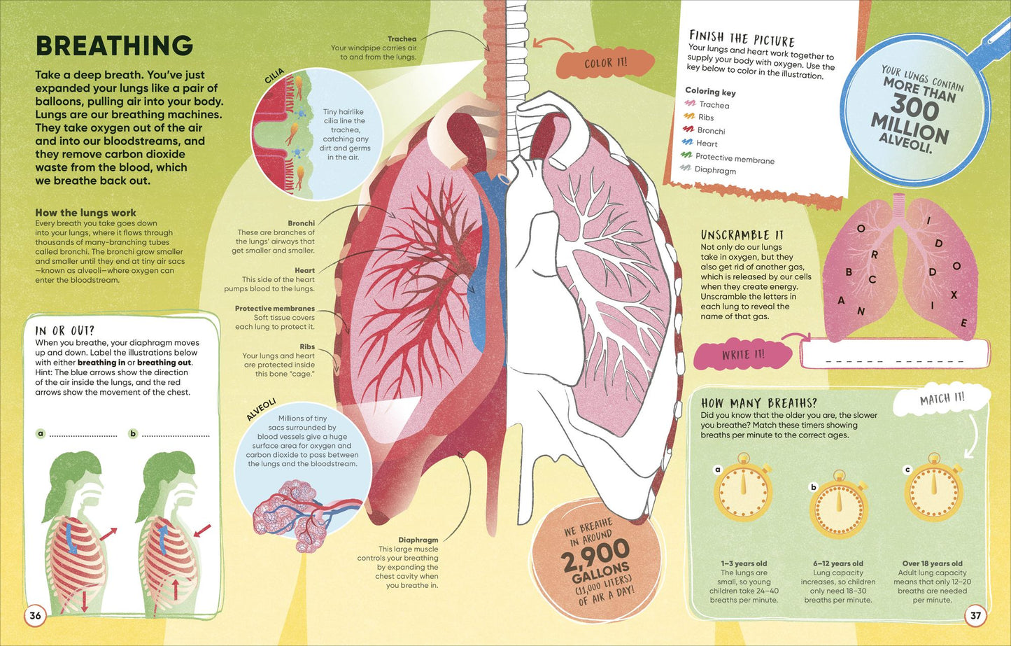 Active Learning! Human Body: Explore Your Body with More Than 100 Brain-Boosting Activities That Make Learning Easy and Fun