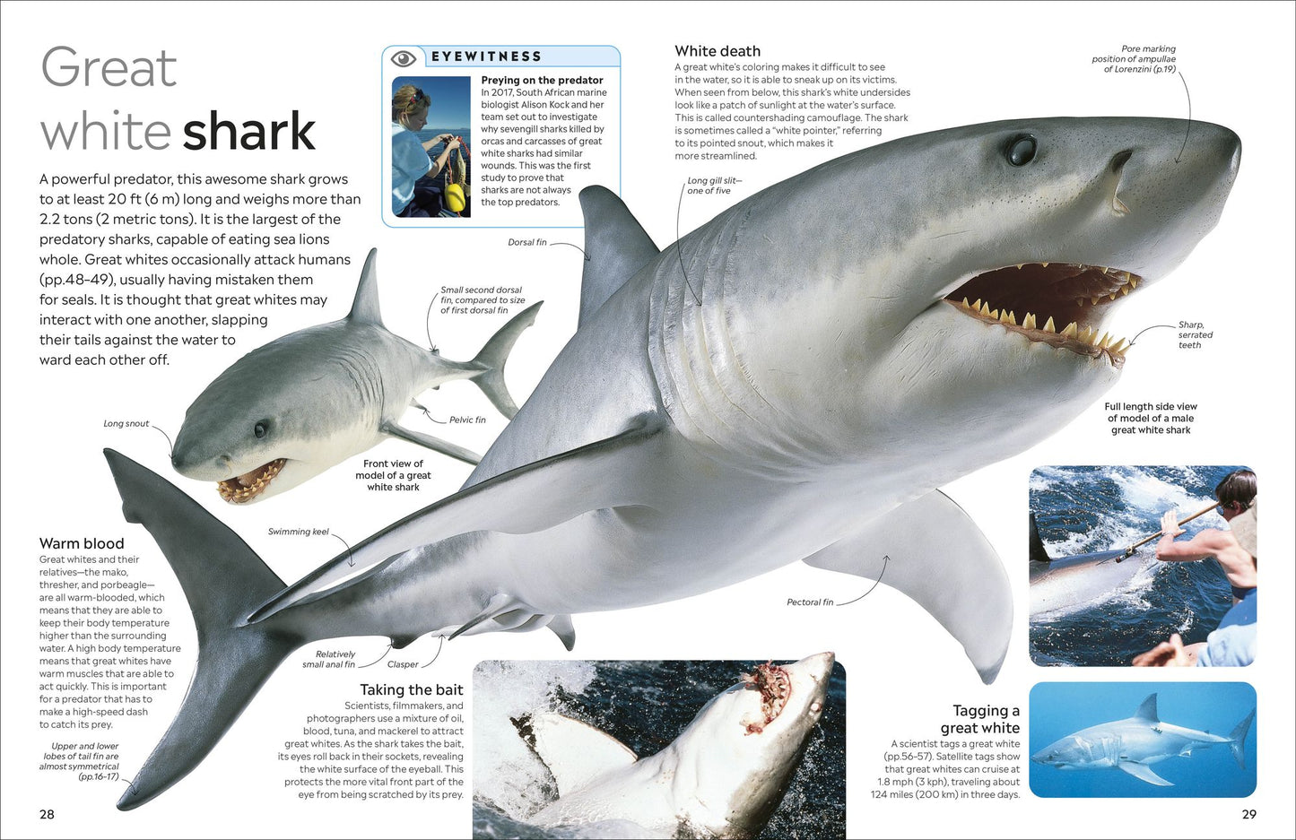 Eyewitness Shark: Dive into the fascinating world of sharks
