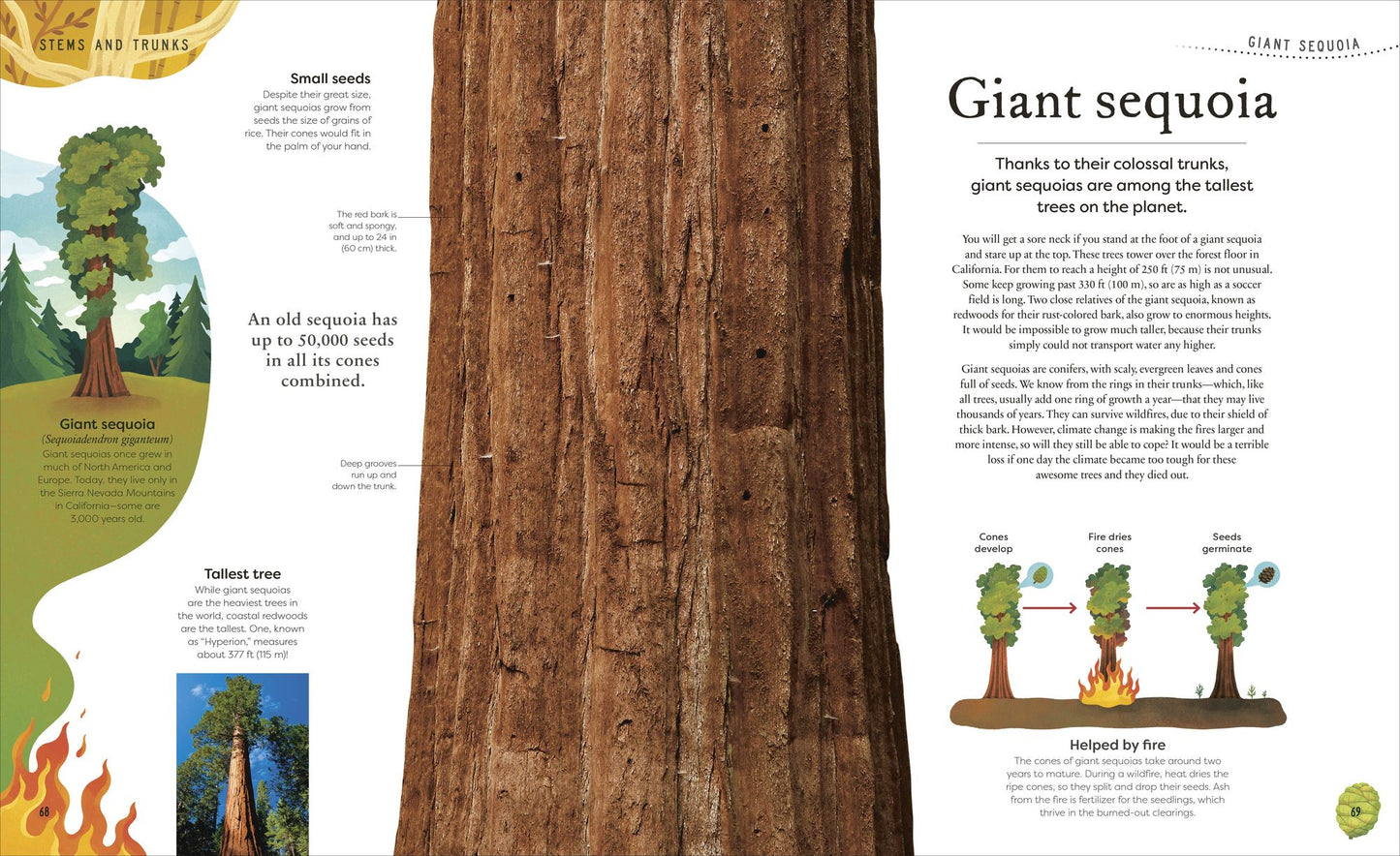 The Secret World of Plants: Tales of More Than 100 Remarkable Flowers, Trees, and Seeds