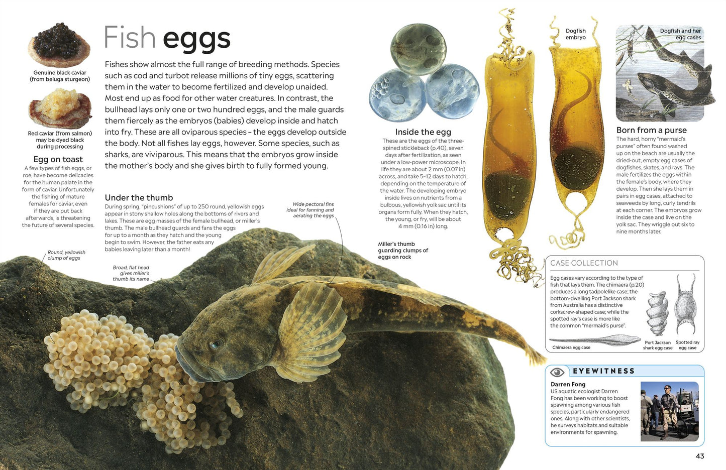 Eyewitness Fish