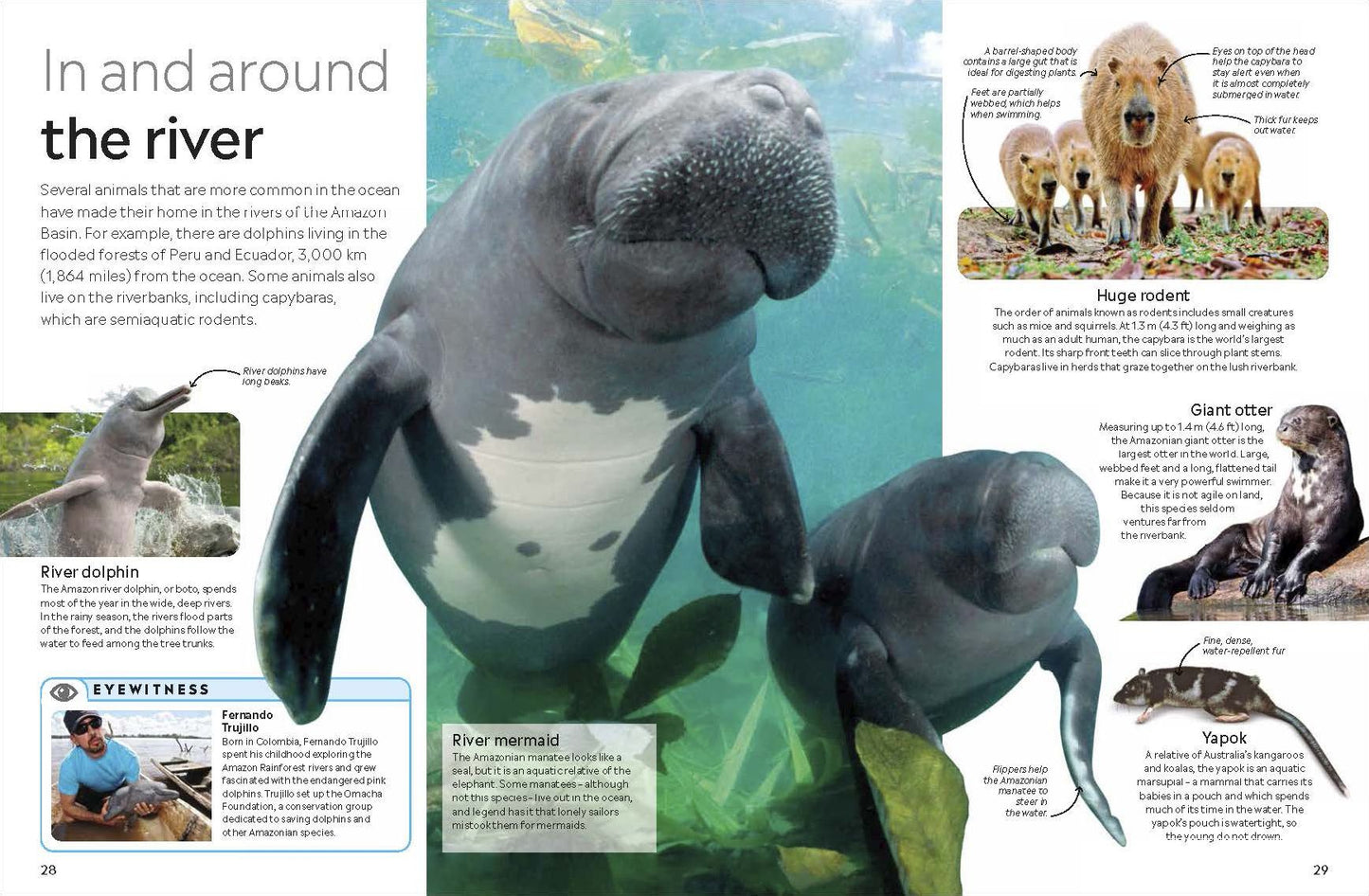 Eyewitness The Amazon