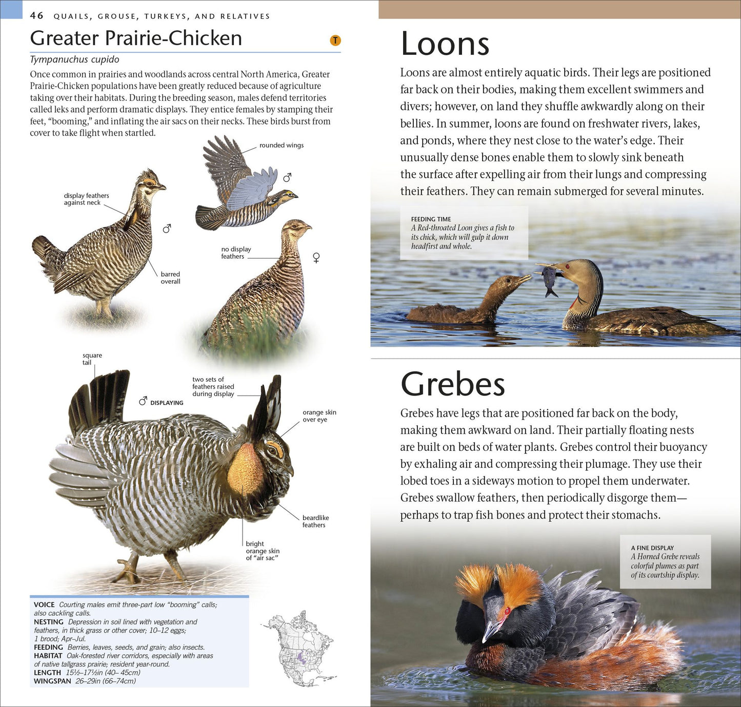AMNH Pocket Birds of North America Western Region