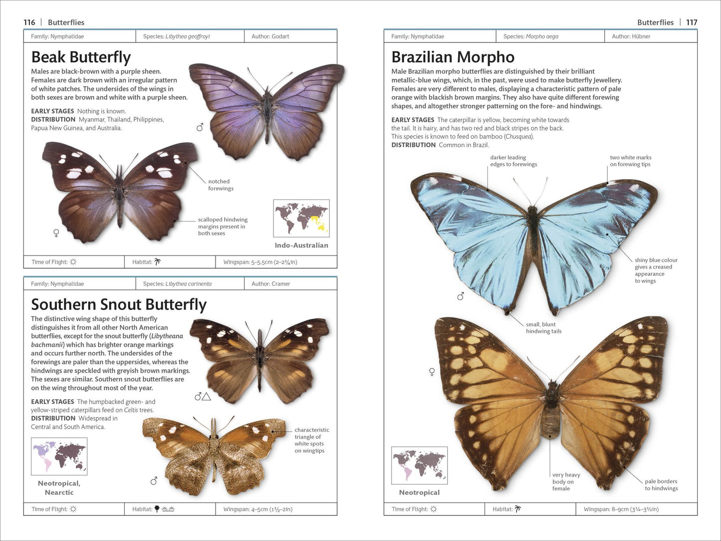 Butterflies and Moths