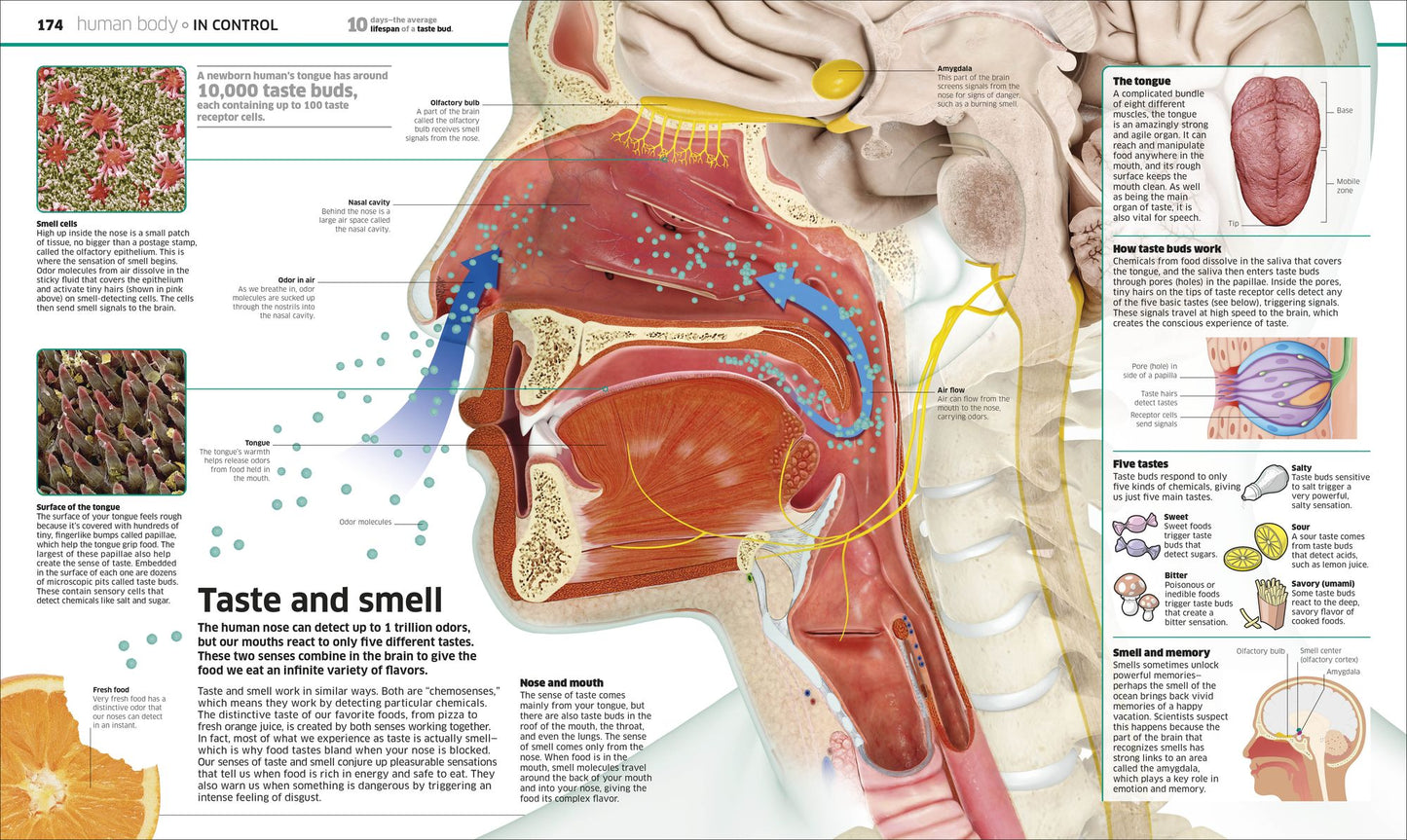 Knowledge Encyclopedia: The World as You've Never Seen it Before