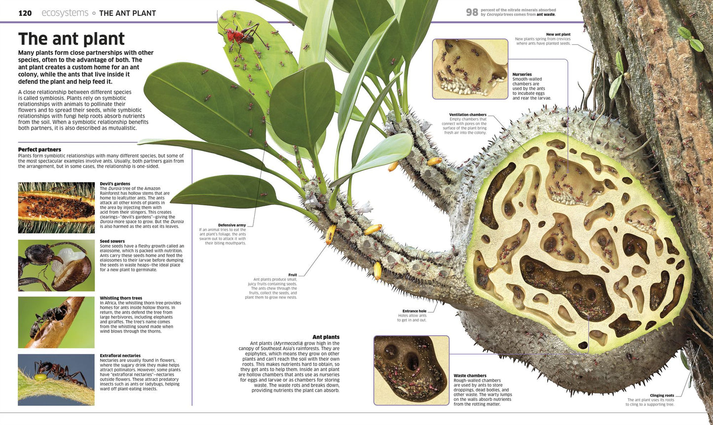 Knowledge Encyclopedia Plants and Fungi!: Our Growing World as You've Never Seen It Before
