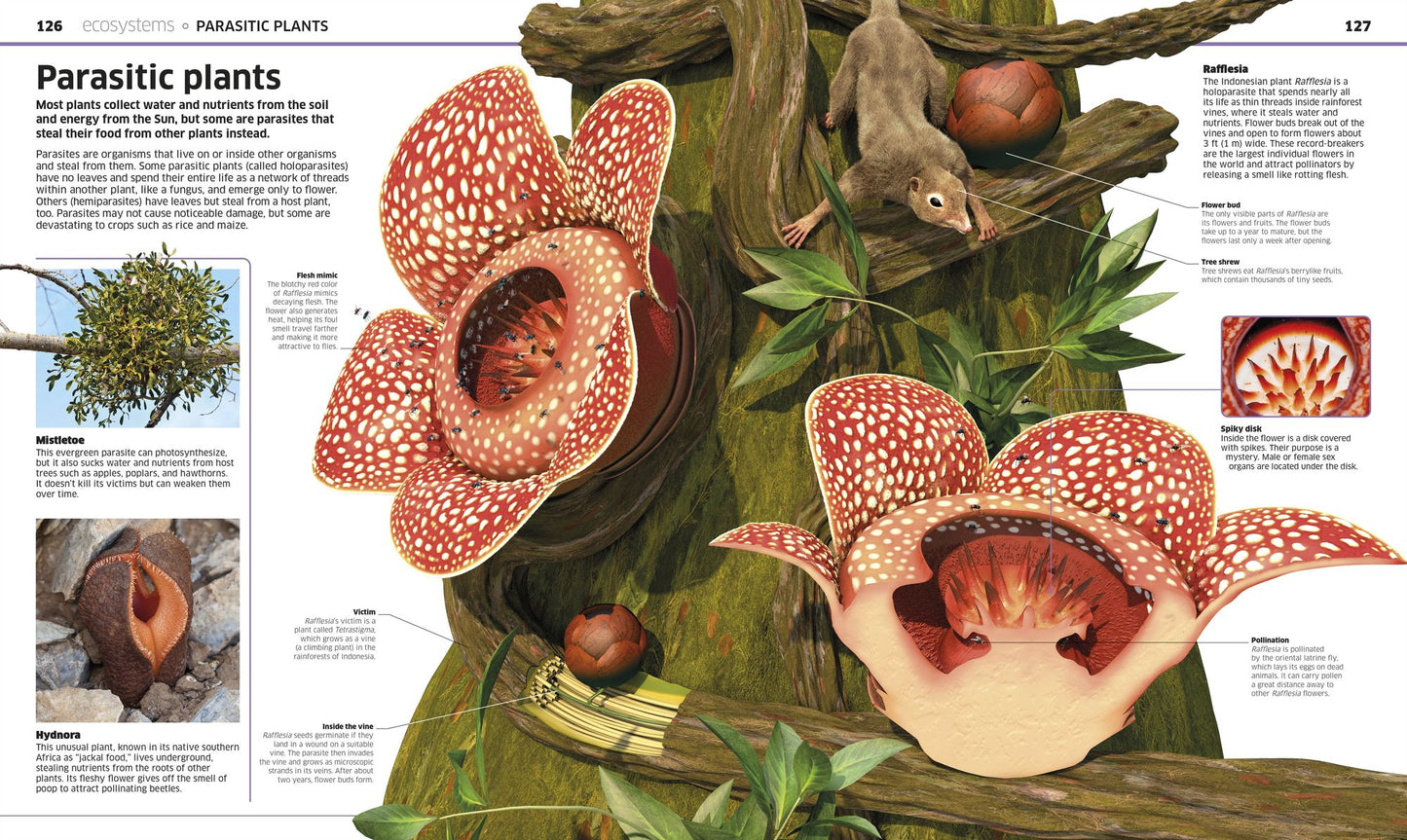 Knowledge Encyclopedia Plants and Fungi!: Our Growing World as You've Never Seen It Before