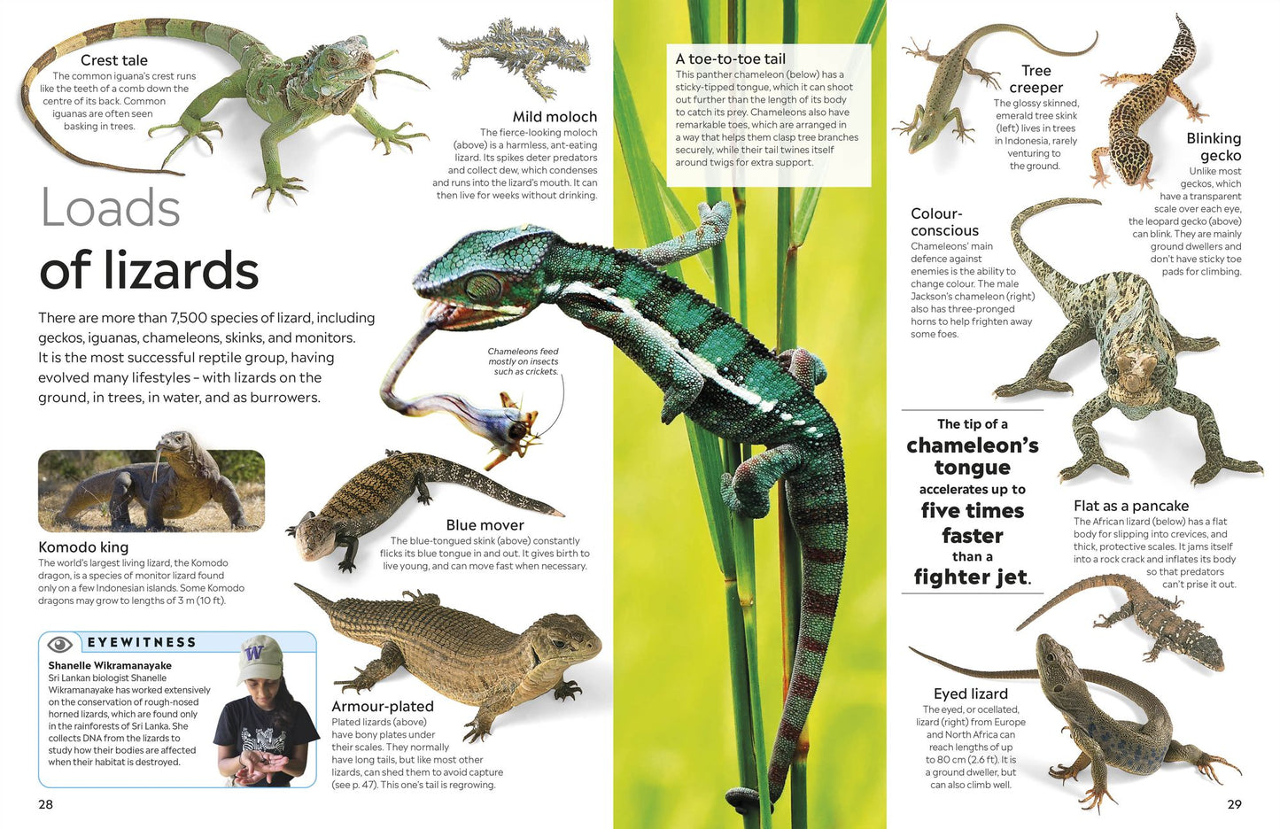 Eyewitness Reptile