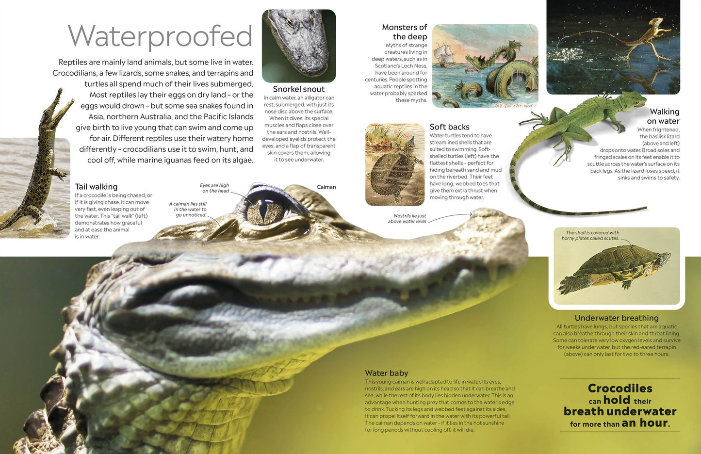 Eyewitness Reptile