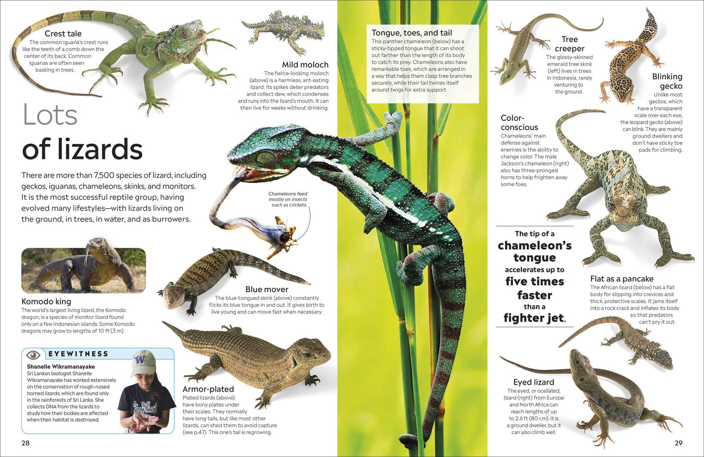Eyewitness Reptile