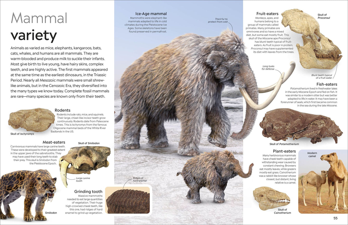 Eyewitness Fossil