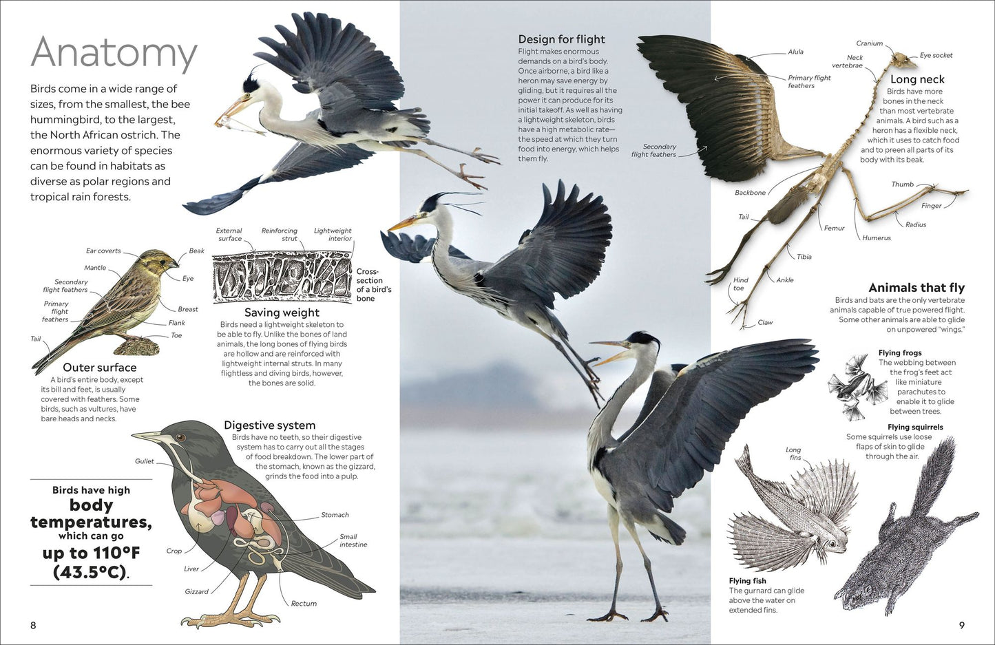 Eyewitness Bird