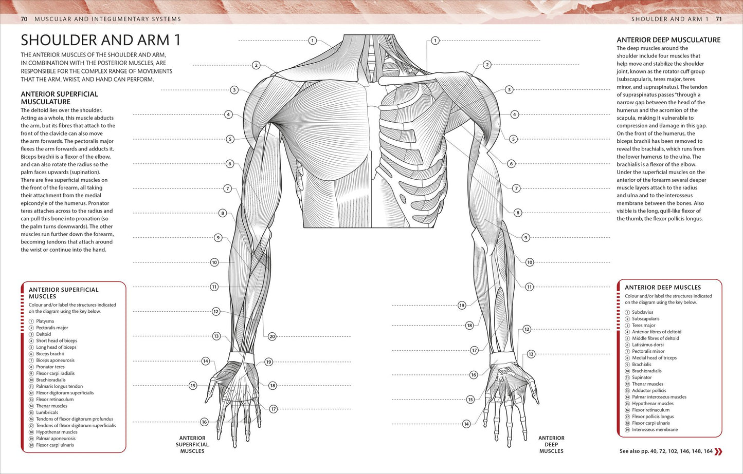 The Human Body Coloring Book: The Ultimate Anatomy Study Guide, Second Edition