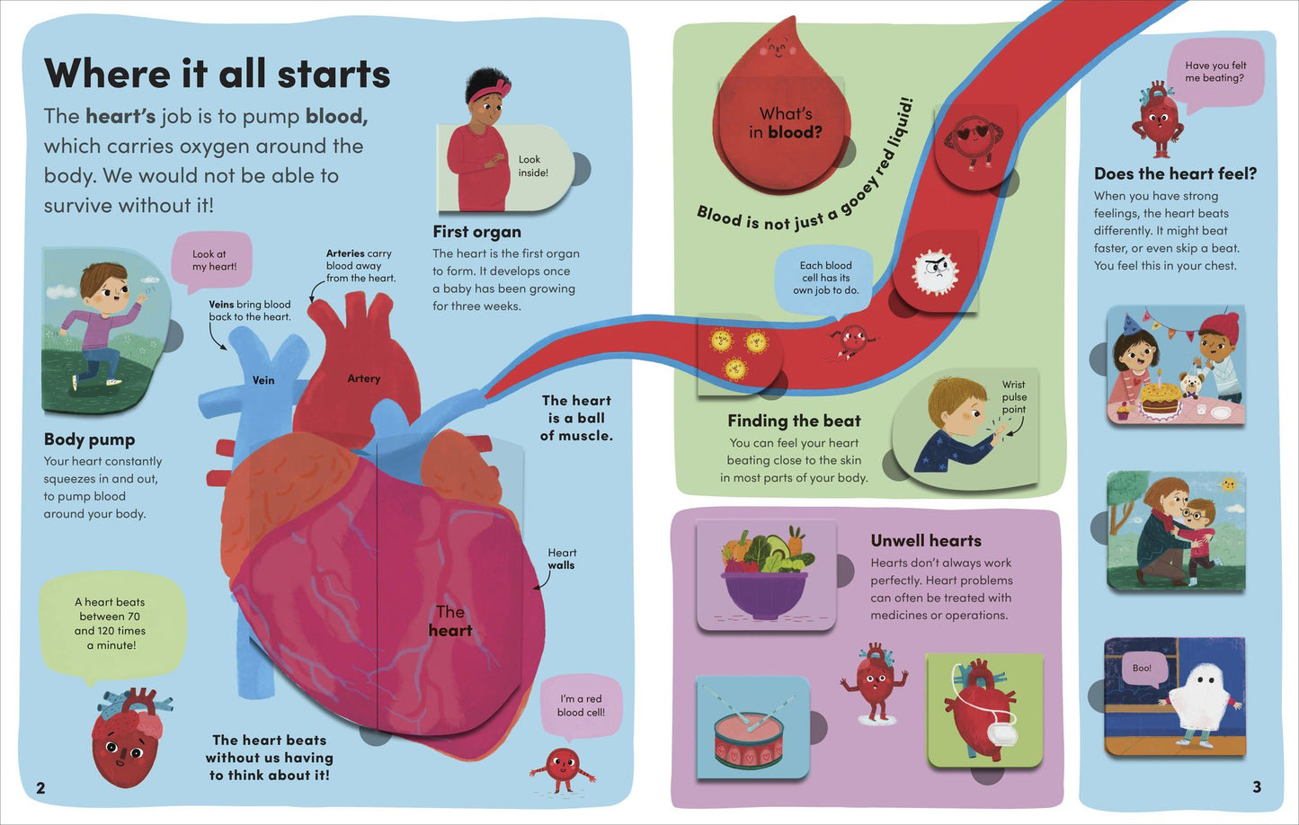 You and Your Body: A First Look Inside the Human Body