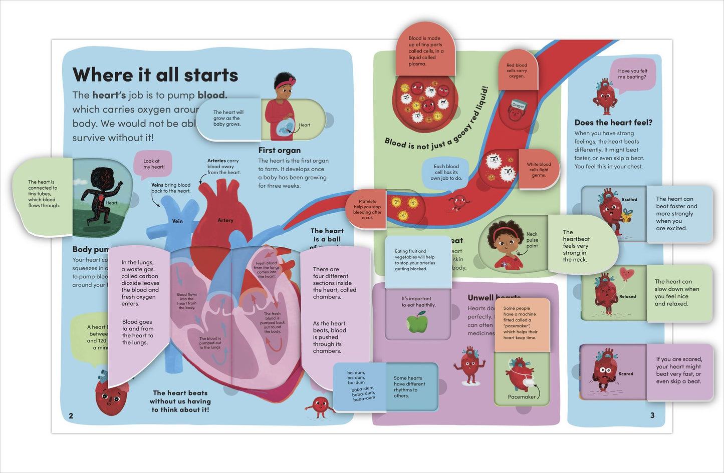 You and Your Body: A First Look Inside the Human Body