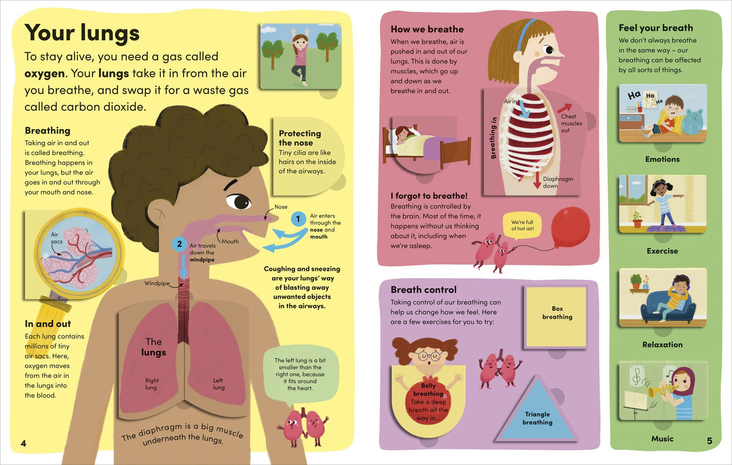 You and Your Body: A First Look Inside the Human Body