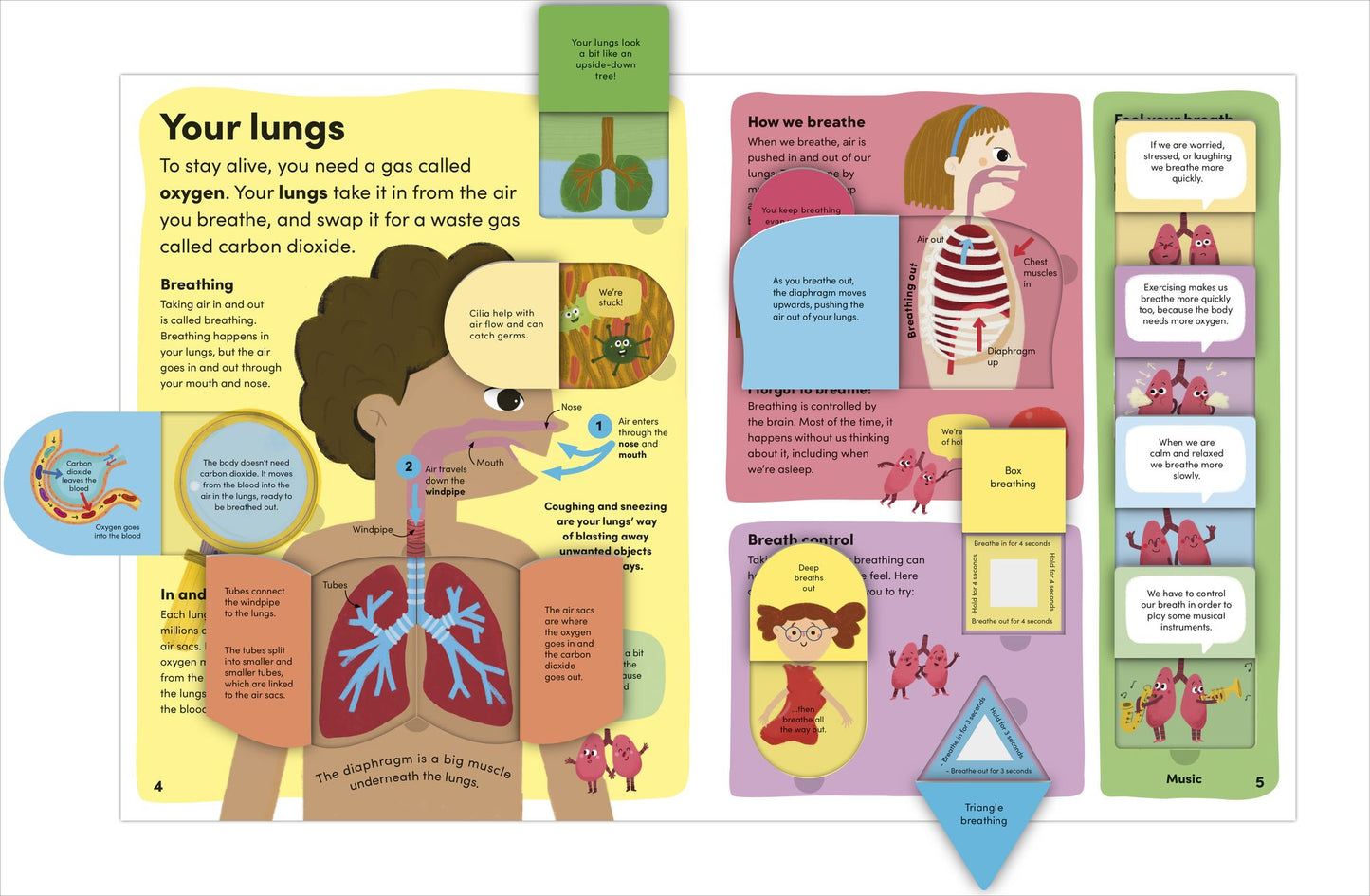 You and Your Body: A First Look Inside the Human Body
