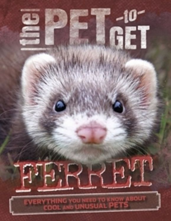 The Pet to Get: Ferret