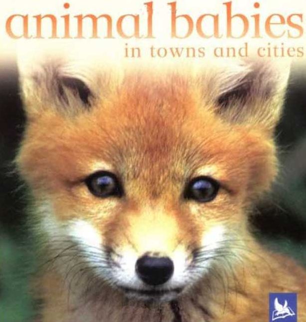 Animal Babies in Towns and Cities