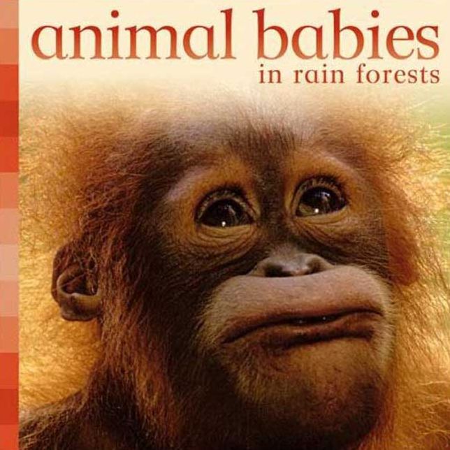 Animal Babies in Rainforests (Animal Babies Series)