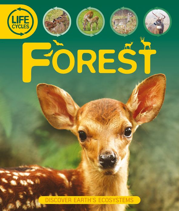 Life Cycles: Forest