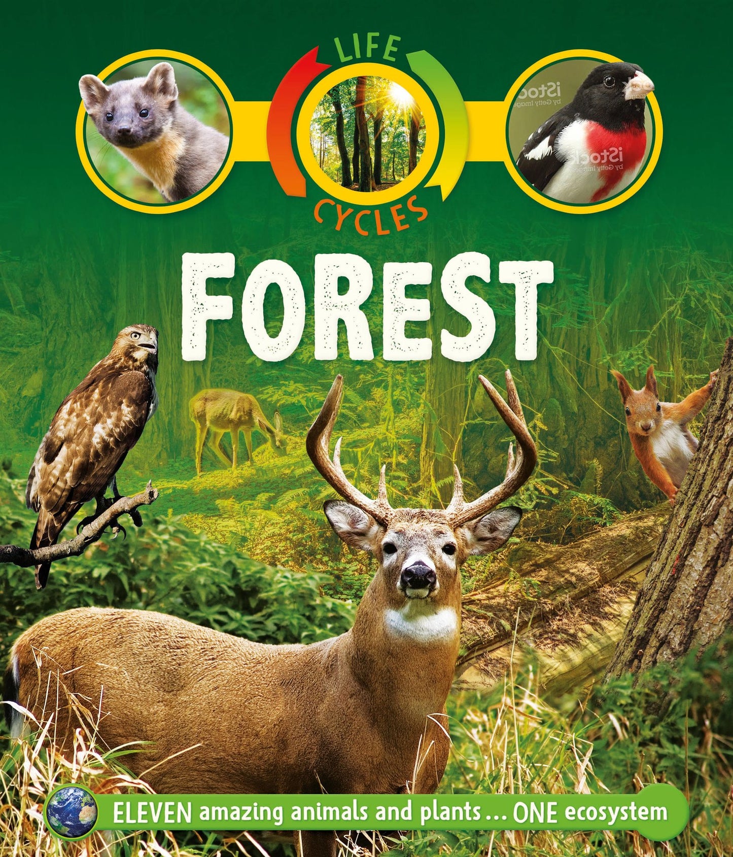 Life Cycles: Forest