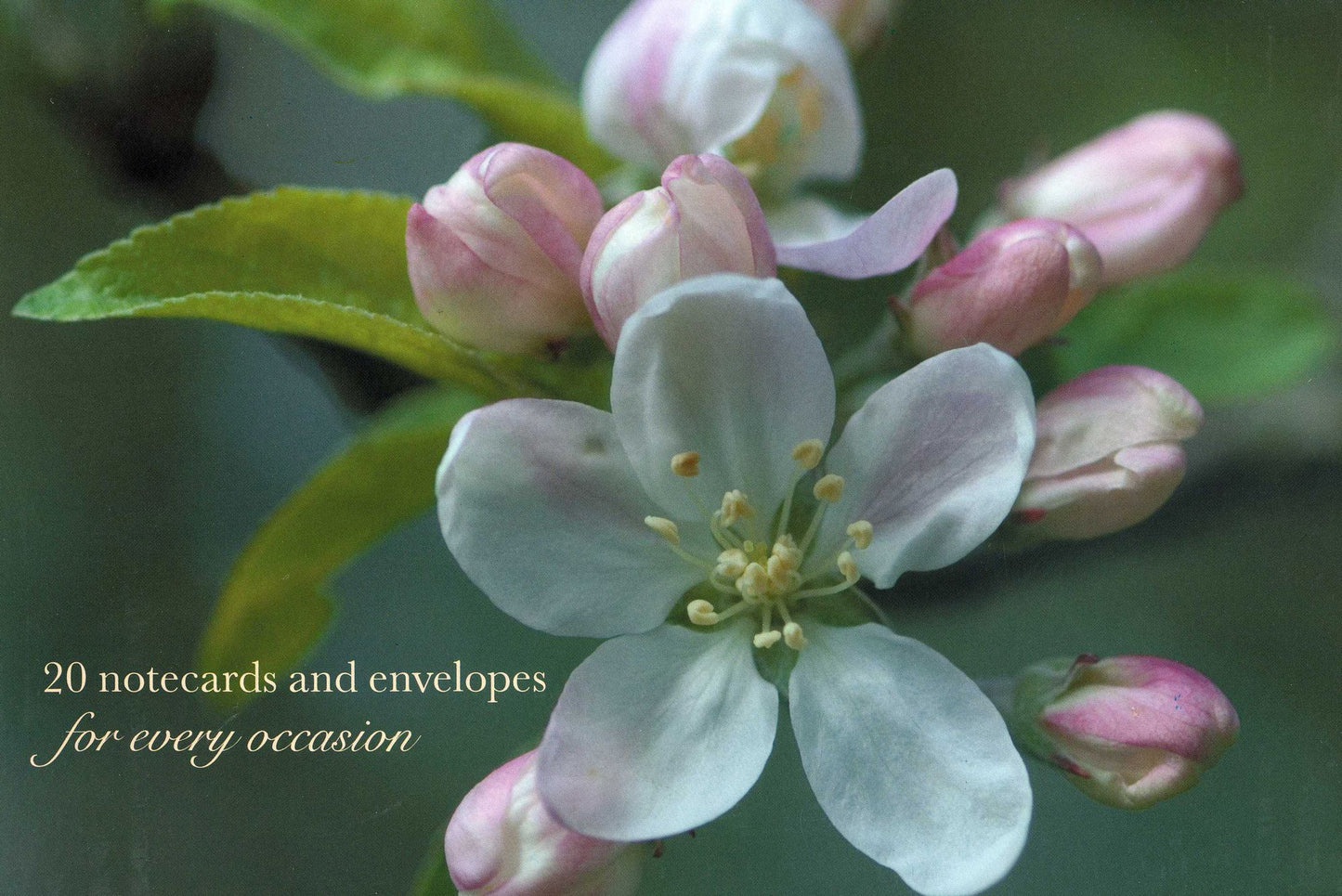 Card Box of 20 Notecards and Envelopes: Apple Blossom: A Delightful Pack of High-Quality Flower Gift Cards and Decorative Envelopes
