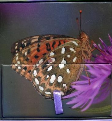 Painted Lady Butterfly
