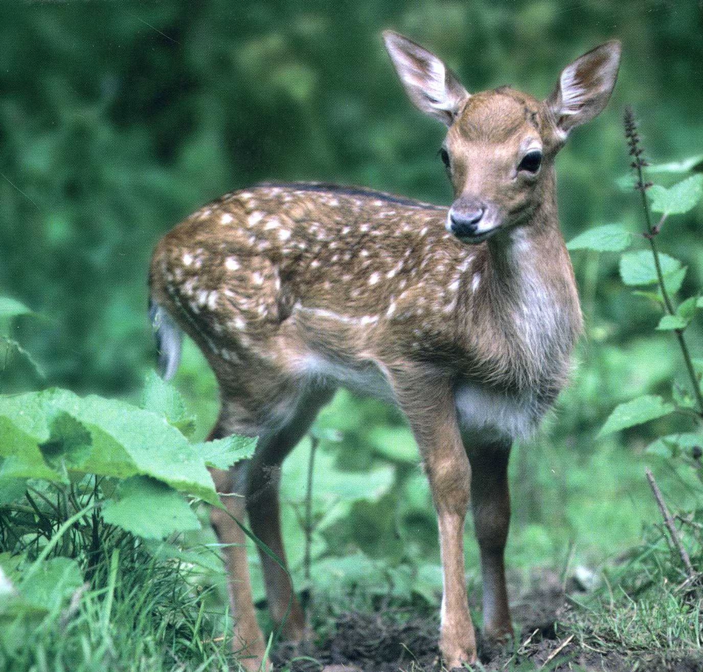 Deer