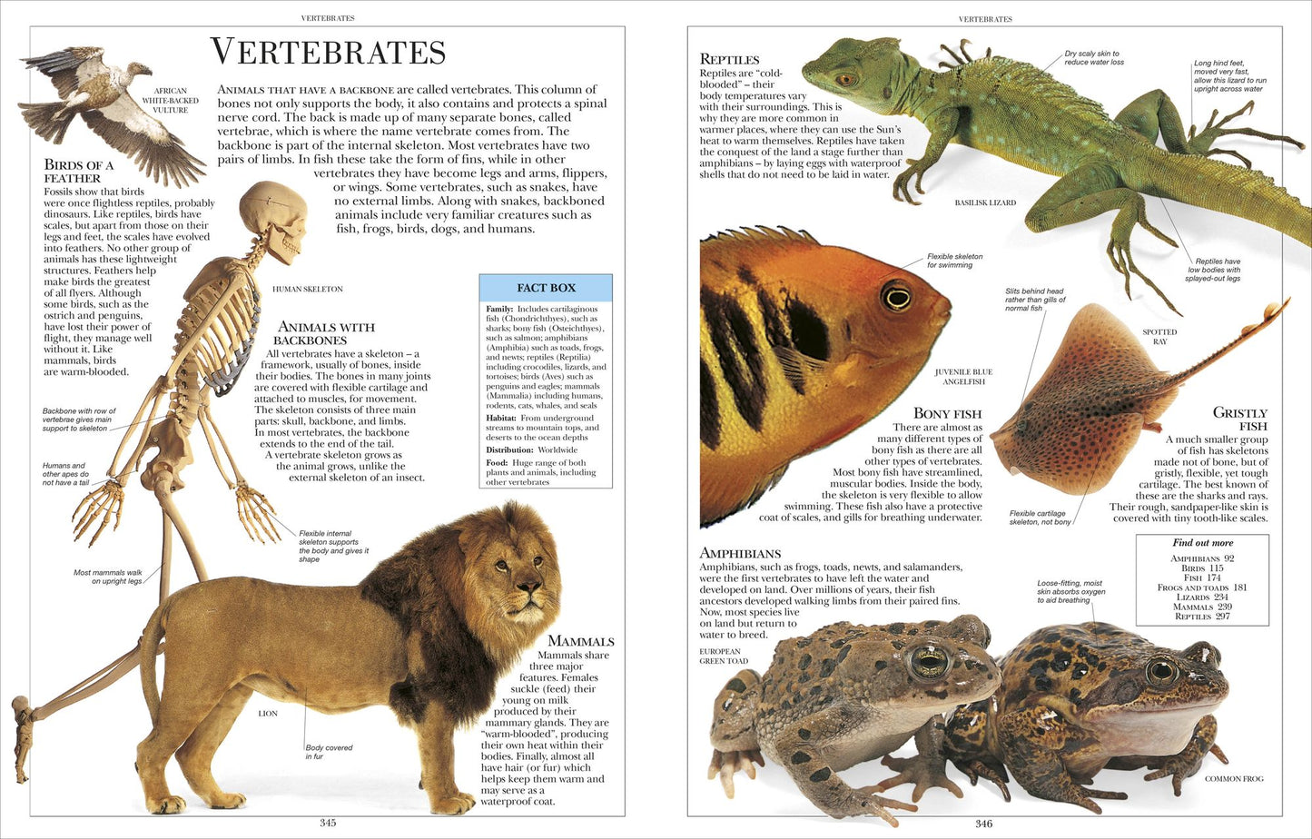 Encyclopedia of Animals