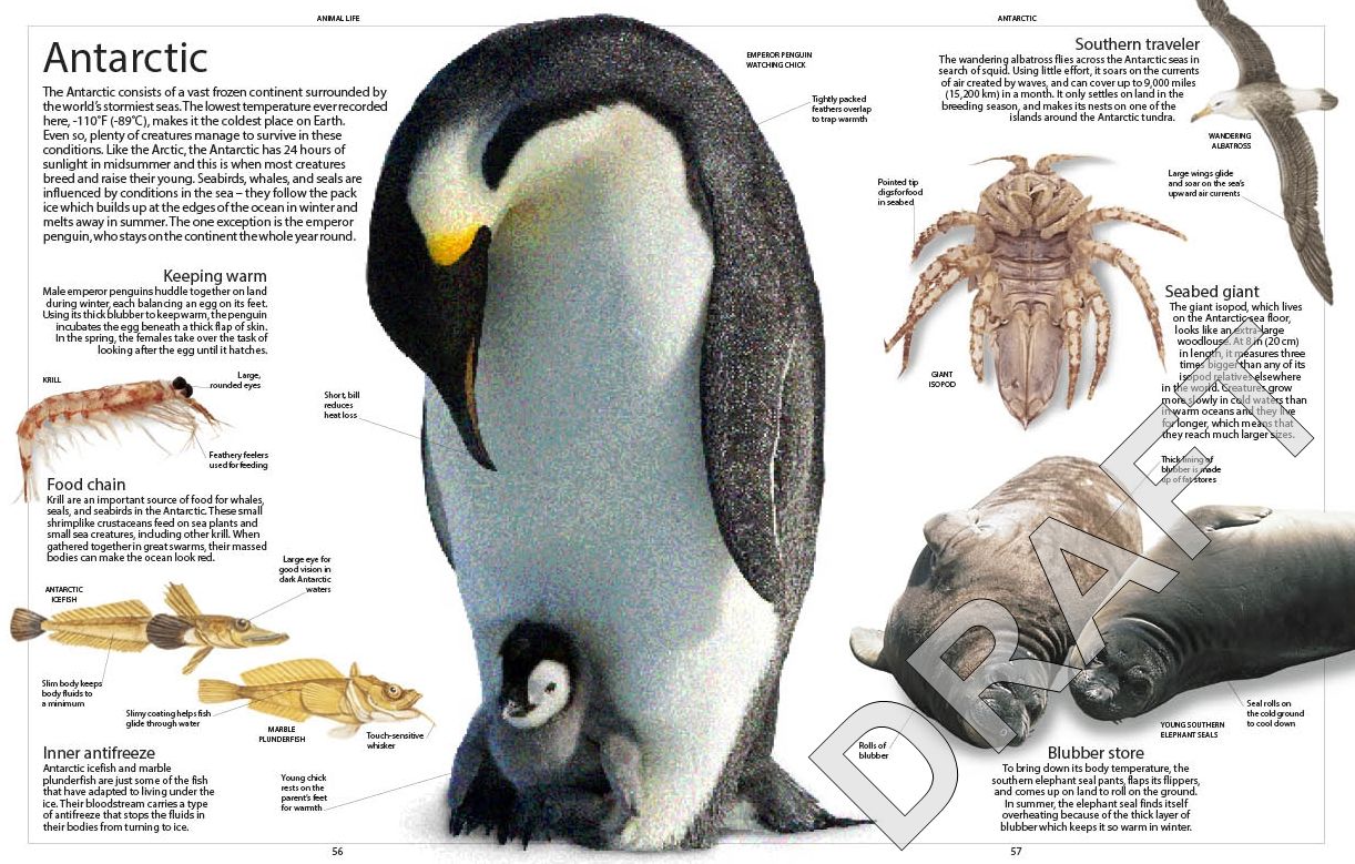 Encyclopedia of Animals