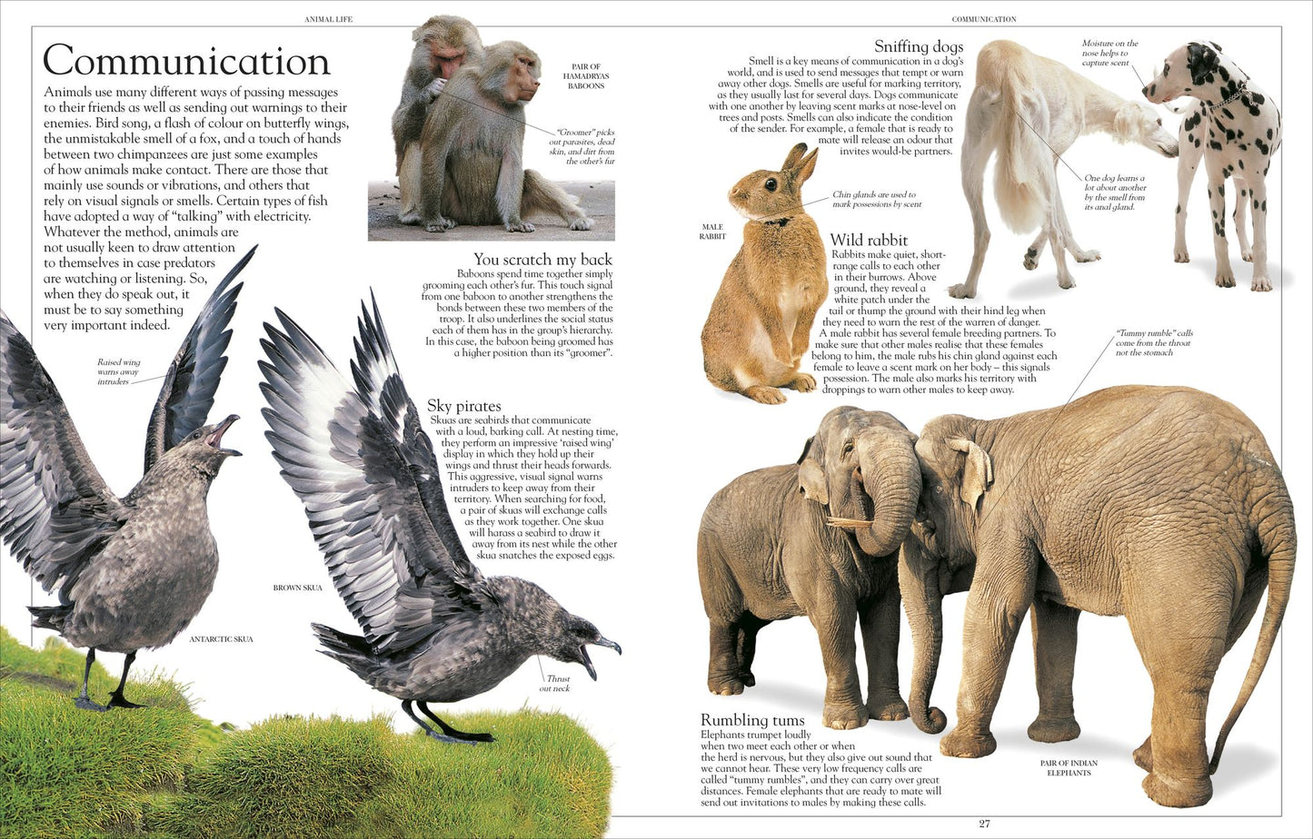 Encyclopedia of Animals