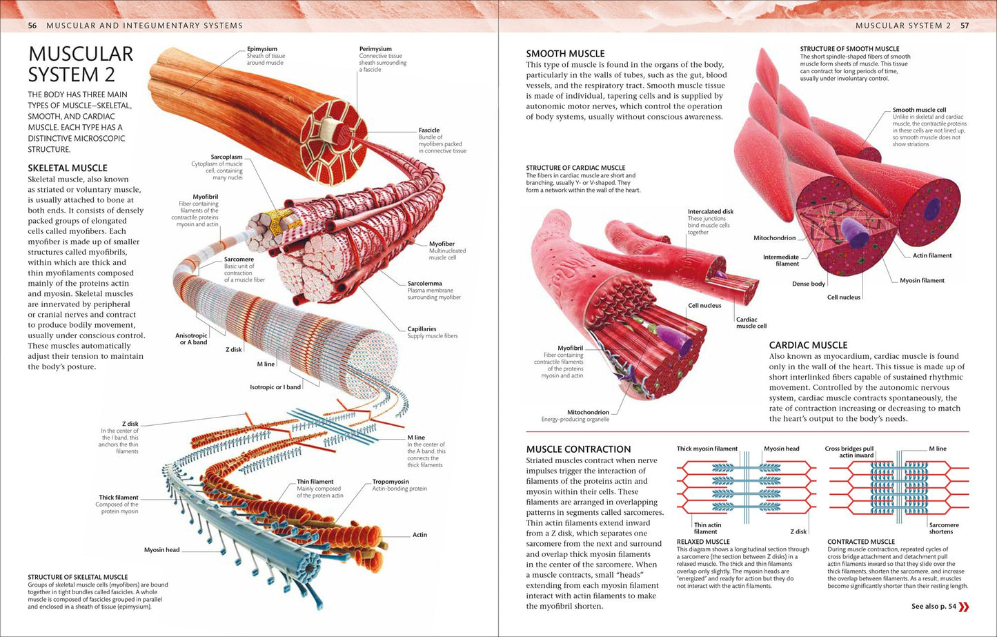 The Human Body Coloring Book